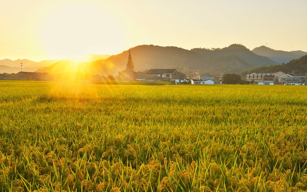 寧波：大學(xué)生主動(dòng)“跳回農(nóng)門”為哪般