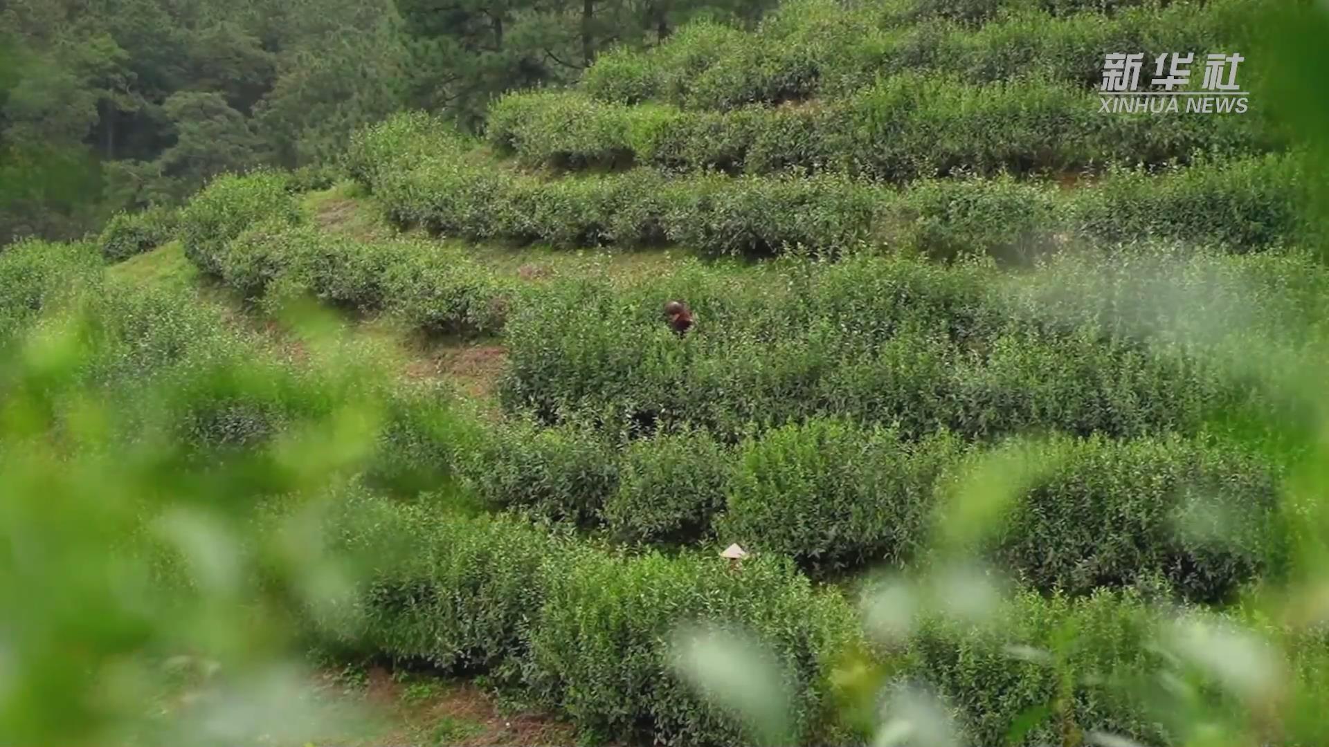 婺州舉巖：千年貢茶 茶韻悠長(zhǎng)