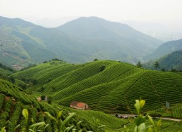 徑山茶入選“中國地理標(biāo)志農(nóng)產(chǎn)品品牌聲譽(yù)茶葉類十強(qiáng)”