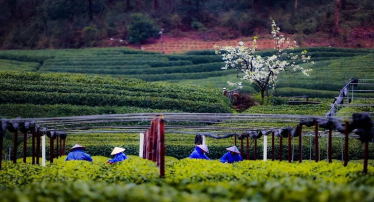 茶博品茗｜茶文化里話未來