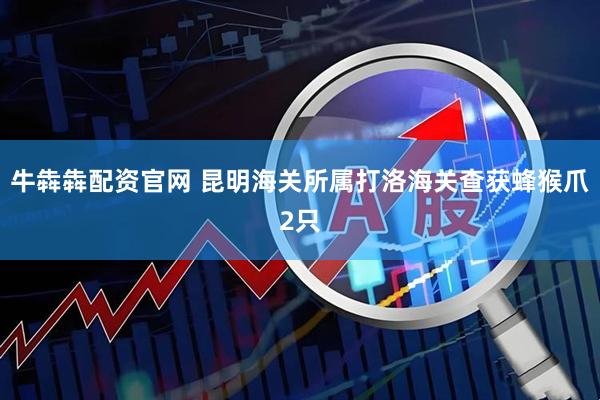 牛犇犇配资官网 昆明海关所属打洛海关查获蜂猴爪2只